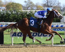 horse Face It xx (Thoroughbred, 2015, from Tapit xx)