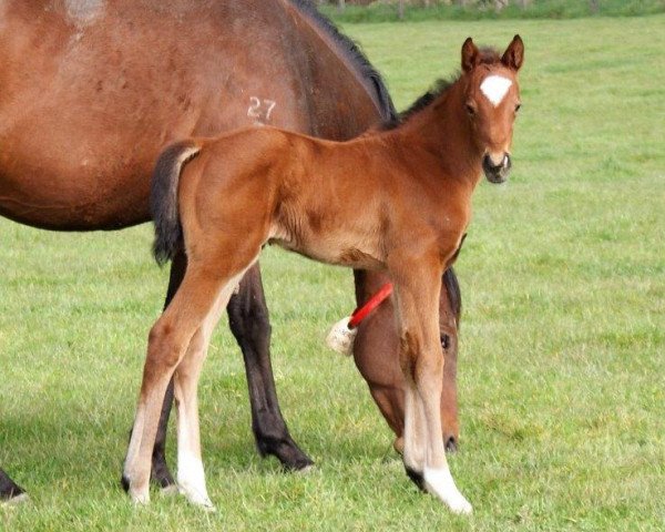 horse Stute von Astern xx (Thoroughbred, 2018, from Astern xx)