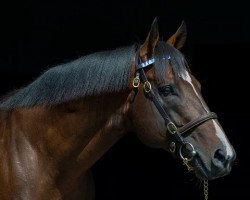 stallion Astern xx (Thoroughbred, 2013, from Medaglia d'Oro xx)