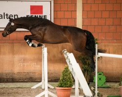 broodmare Haus Driesberg's Beatrice (Rhinelander, 2017, from Baldessarini)