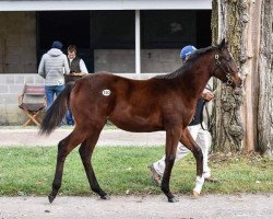 Pferd American Heiress xx (Englisches Vollblut, 2018, von American Pharoah xx)