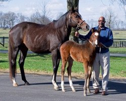 horse Hengst von War Front xx (Thoroughbred, 2017, from War Front xx)