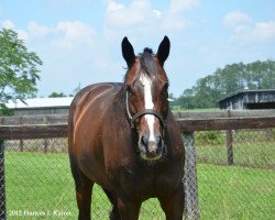 broodmare Keertana xx (Thoroughbred, 2013, from October xx)