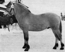 stallion Brandklipparen (Fjord Horse, 1959, from Hodnin N.1517)