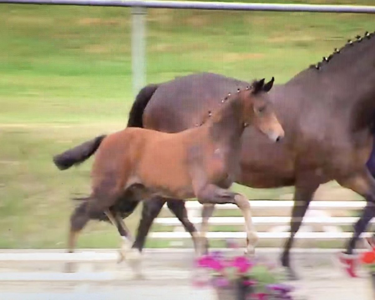 dressage horse Orélie (Oldenburg, 2018, from Quantensprung 3)