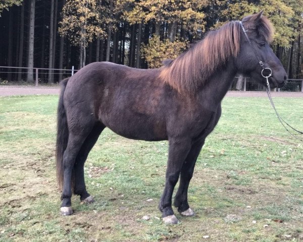 broodmare Leysing vom Birkenhof (Iceland Horse, 2004, from Fagur vom Fjakk-Hof)