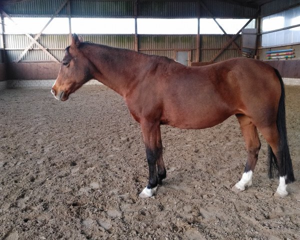 Pferd Gänseblümchen (Deutsches Reitpony, 1993, von Golden Dancer)