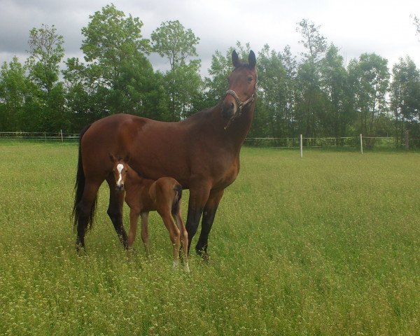 broodmare Lady Lavie V (Westphalian, 2000, from Lamoureux II)