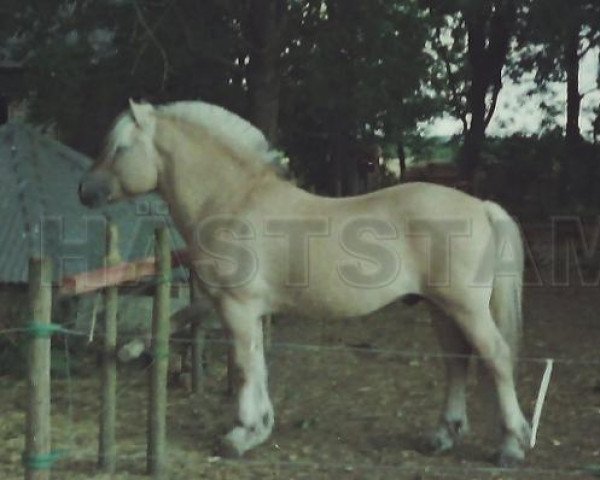 stallion Sindarve Tuff (Fjord Horse, 1972, from Eik 15 SWE)