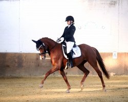 dressage horse Quadroneur's Valentina (Deutsches Sportpferd, 2012, from Quadroneur)