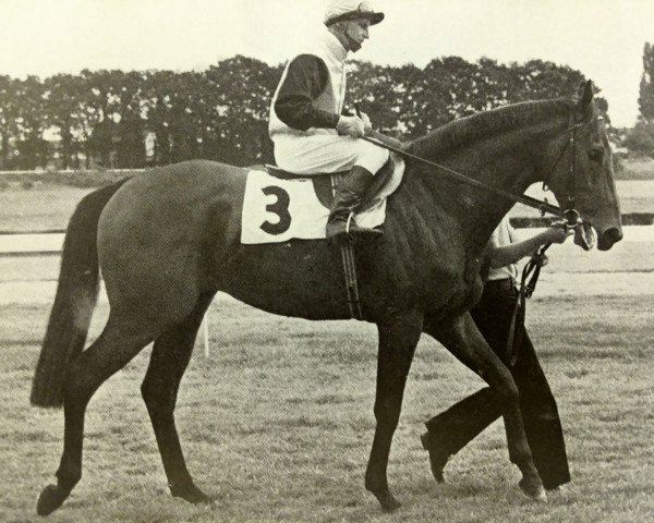 stallion Caracol xx (Thoroughbred, 1969, from Tanerko xx)