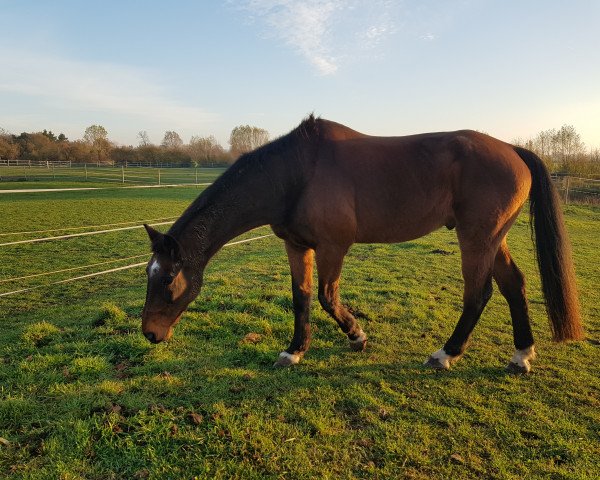 Pferd Lansloh (Holsteiner, 1996, von Lands River 90 FIN)