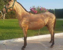 horse Irisco (Lusitano, 2017)