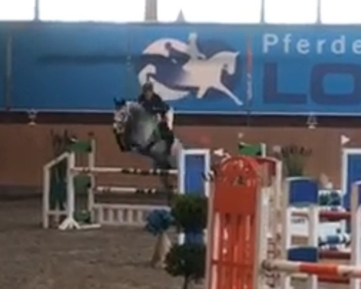 Springpferd High Five 11 (KWPN (Niederländisches Warmblut), 2012, von Zirocco Blue)
