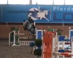 Springpferd High Five 11 (KWPN (Niederländisches Warmblut), 2012, von Zirocco Blue)