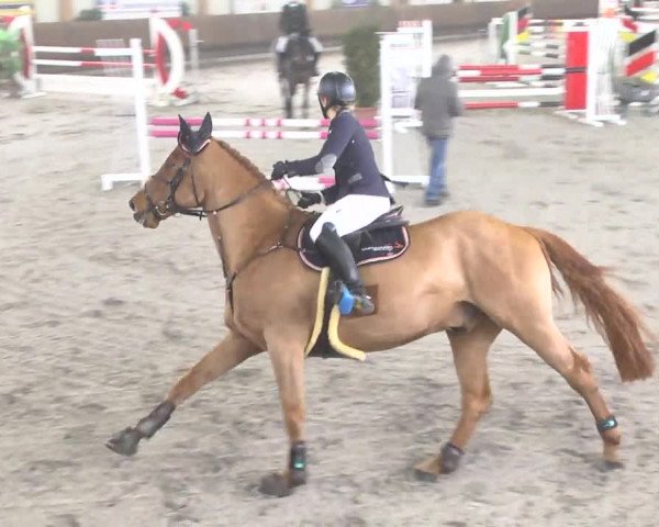 Reitturnier Dettingen 2017