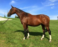 broodmare Cassia-Pao (Trakehner, 2002, from Almox Prints J)