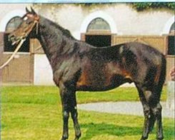 stallion Satin Wood xx (Thoroughbred, 1987, from Darshaan xx)