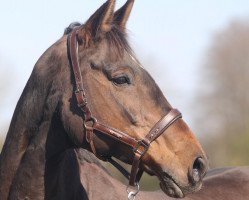 broodmare Wironda (Hanoverian, 2000, from Weltmeyer)