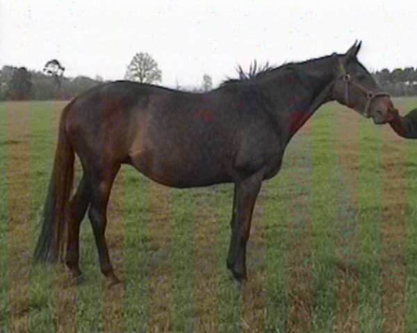 broodmare Saiga xx (Thoroughbred, 1989, from Windwurf xx)