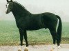 stallion Black Boy (German Riding Pony, 1983, from Black Grannus)