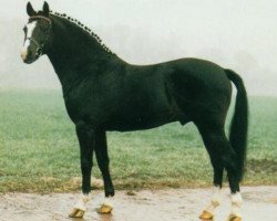 stallion Black Boy (German Riding Pony, 1983, from Black Grannus)