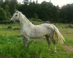 broodmare Corloni (Swedish Warmblood, 2000, from Cortez)