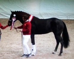 horse Cadiz (Hannoveraner, 2016, from Christ)