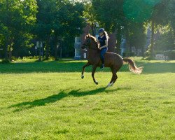 jumper Wolke 369 (German Riding Pony, 2006, from Pilgrim’s Red)