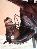 broodmare Riccia 4 (Westphalian, 2009, from Riccio)