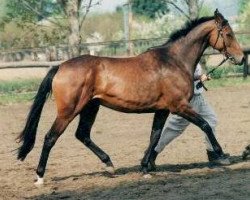 broodmare Prairieblume xx (Thoroughbred, 1990, from Nandino xx)