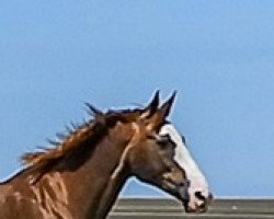 broodmare Farah (Hanoverian, 1996, from Fürst Leopold)