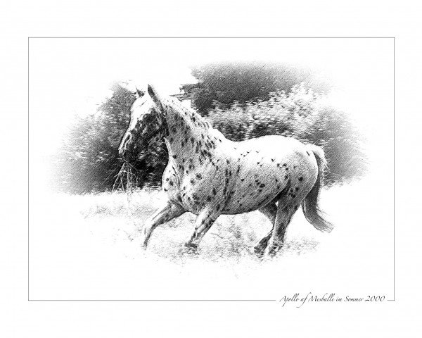 horse Apollo af Mesballe (Appaloosa, 1983, from Oberst af Mesballe)