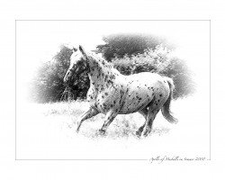 horse Apollo af Mesballe (Appaloosa, 1983, from Oberst af Mesballe)