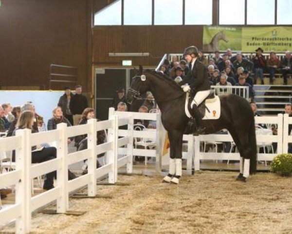 dressage horse First Class H 2 (Württemberger, 2012, from Fürstenball)