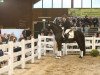 dressage horse First Class H 2 (Württemberger, 2012, from Fürstenball)