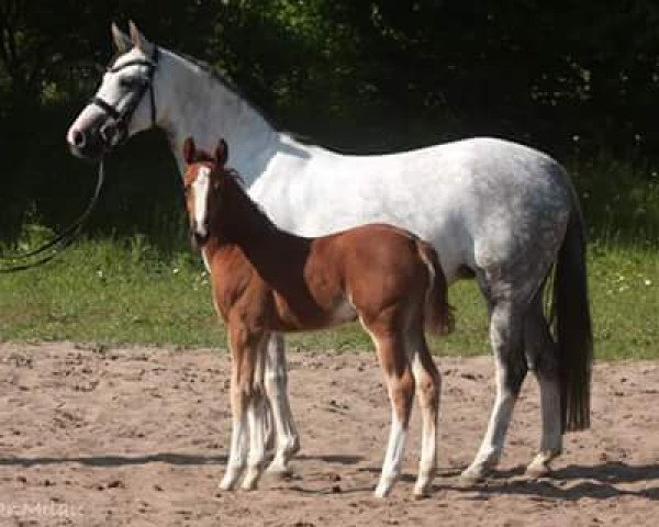 broodmare Sunnygirl 4 (German Riding Pony, 2006, from Cinzano's Son)