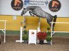 jumper Via Con Me (German Sport Horse, 2014, from Calidrio)