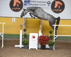 jumper Via Con Me (German Sport Horse, 2014, from Calidrio)