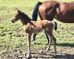 jumper Cobi (German Sport Horse, 2021, from Cornetino 231 FIN)