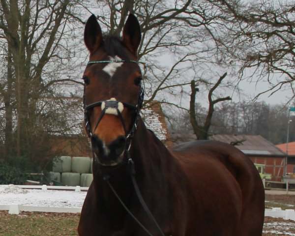 dressage horse Bella Rubin (Hanoverian, 2005, from Brentano II)