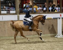 dressage horse Casjopeia (German Riding Pony, 2012, from Coolmen)