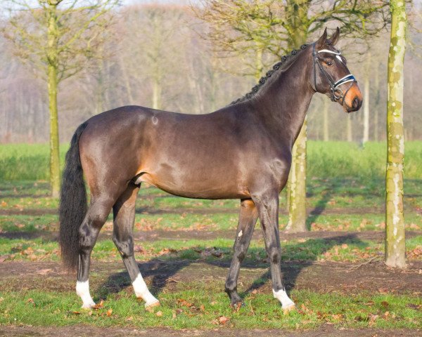 stallion First Fontainebleau (Hanoverian, 2015, from Fürst Belissaro)