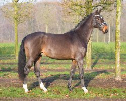 stallion First Fontainebleau (Hanoverian, 2015, from Fürst Belissaro)