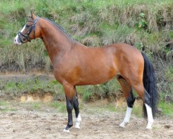 stallion Ekholt's Macan (German Riding Pony, 2015, from The Braes My Mobility)