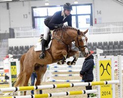 stallion Balou forever (Hanoverian, 2014, from Balou du Rouet)