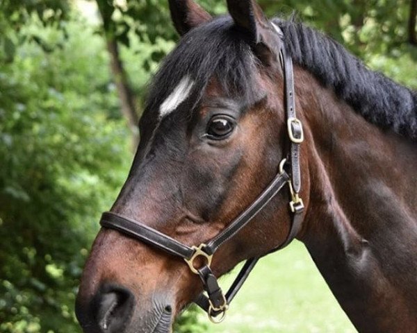horse Leonino (Hanoverian, 1995, from Lauries Crusador xx)