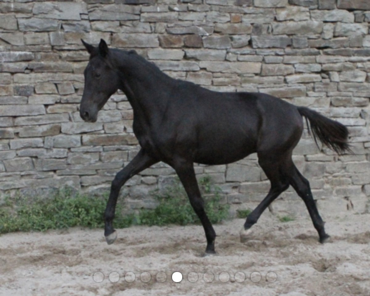 Dressurpferd Goldrausch 39 (Trakehner, 2017, von Kentucky)