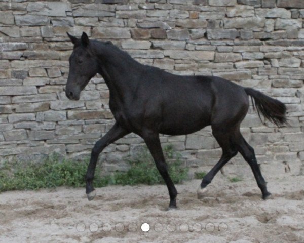 dressage horse Goldrausch 39 (Trakehner, 2017, from Kentucky)