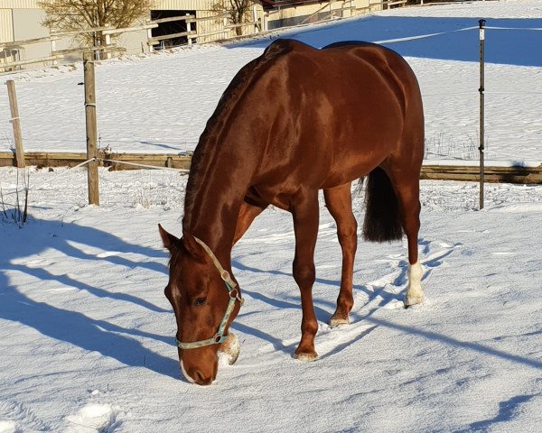 Pferd Whiz N Pride (Quarter Horse, 2014)